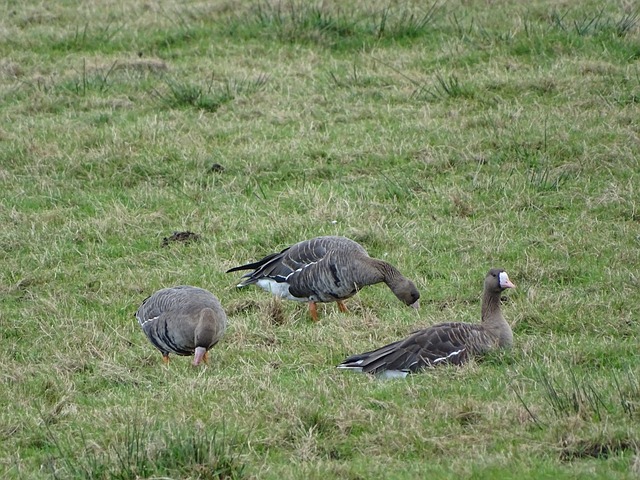 日篮球运动 日篮球运动